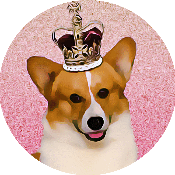 Royal Corgi