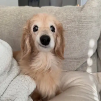 Bella The Smiling Dog