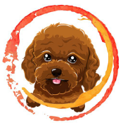 BabyToyPoodle