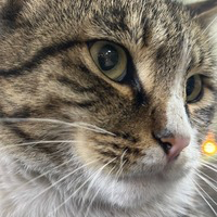 CATOSHI SOLAMOTO