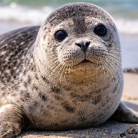 SEALWIGGINS