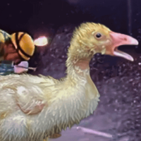 Duck Saga Live