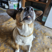 Dog Squirrel