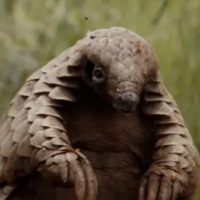 Netflix's Pangolin
