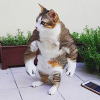 PUMP CAT