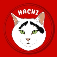Hachi The Cat