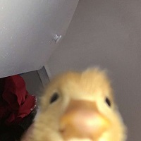 What The Duck
