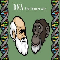 Real Nigger Ape