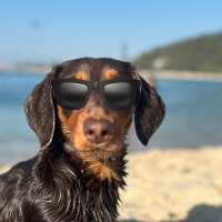 Chocolate Wiener