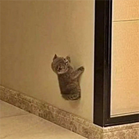 Wall Cat