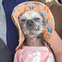 Old Dog Wif Hat