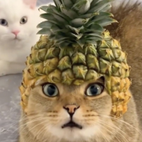 Pineapple Cat