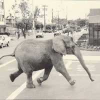 Tyke the elephant