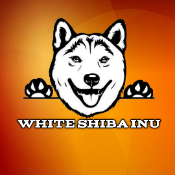 WHITE SHIBA INU