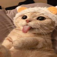 KIM CAT