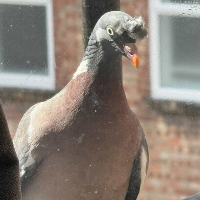 Toupee Pigeon