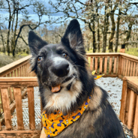 Instagram Picasso Dog