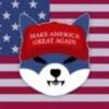 American Shiba