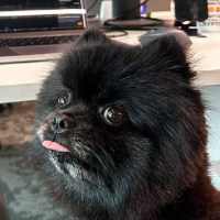 Bybit Dog