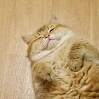 Hosico Cat