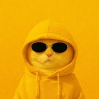 Yellow catz