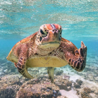 TossTheTurtle