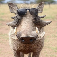 Mr WarThog