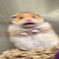 Scared Hamster