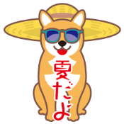 SummerShiba