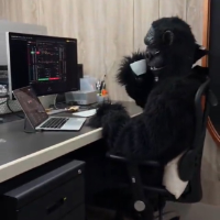 gorilla