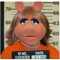 Miss piggy
