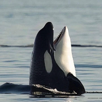 SHAMU