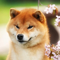 Daughter of Shiba Inu