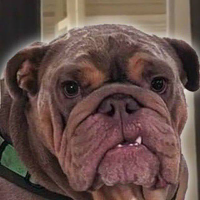 My neighbours dog