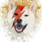 Lightning Shiba Inu