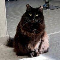 Telegram cat Mittens