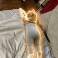 Catwifpants