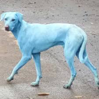 Blue Dog