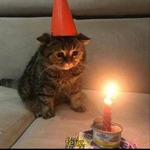 Lonely Cat