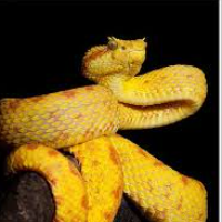 Viper Coin