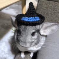 Halloween Hat On