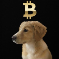 Biscute dog