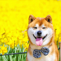 Shiba Inu Safe Poor People