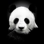 Baby panda