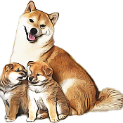 Doge Family Coin