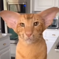 Clanker’s Cat