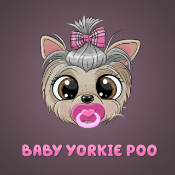 Baby Yorkie Poo