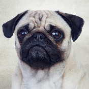 MOPS INU