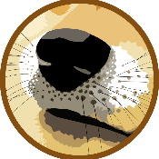 Doge Zoom 100x