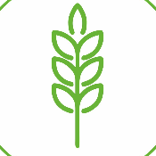 SMART GRAIN COIN